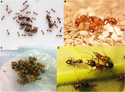 Non-kin Cooperation in Ants